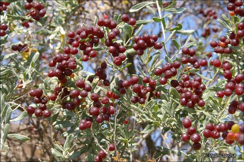 قره داغ - معرفی گیاهان بیابانی